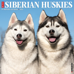 2026 Willow Creek Press Animals Monthly Wall Calendar, 12" x 12", Siberian Huskies, January To December, 52792