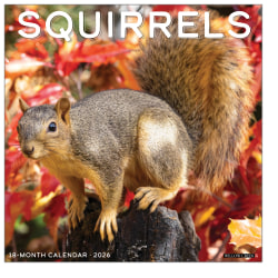 2026 Willow Creek Press Animals Monthly Wall Calendar, 12" x 12", Squirrels, January To December, 52891
