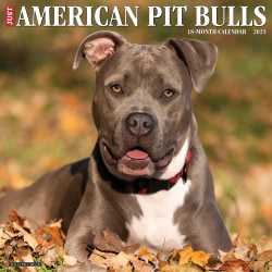2025 Willow Creek Press Animals Monthly Wall Calendar, 12" x 12", American Pit Bull Terriers, January To December, 41369