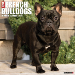 2026 Willow Creek Press Animals Monthly Wall Calendar, 12" x 12", French Bulldogs, January To December, 51177