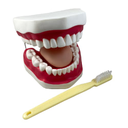 Supertek Oral Hygiene Model with Key