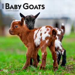 2025 BrownTrout Baby Goats Monthly Plastic-Free Square Wall Calendar, 12" x 12", Domesticated Animals, January to December 2025, 9781975476571