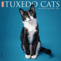 2026 Willow Creek Press Animals Monthly Wall Calendar, 12" x 12", Tuxedo Cats, January To December, 53034