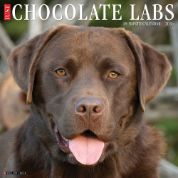 2026 Willow Creek Press Animals Monthly Wall Calendar, 12" x 12", Chocolate Labs, January To December, 50705