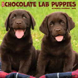 2025 Willow Creek Press Animals Monthly Wall Calendar, 12" x 12", Chocolate Lab Puppies, January To December, 42342