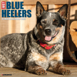 2025 Willow Creek Press Animals Monthly Wall Calendar, 12" x 12", Blue Heelers, January To December, 41888