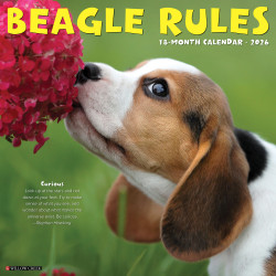 2026 Willow Creek Press Animals Monthly Wall Calendar, 12" x 12", Beagle Rules, January To December, 50149
