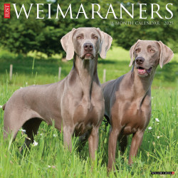2025 Willow Creek Press Monthly Wall Calendar, 12" x 12", Weimaraners, January 2025 to December 2025, 45312