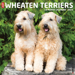 2024 Willow Creek Press Animals Monthly Wall Calendar, 12" x 12", Just Wheaton Terriers, January To December
