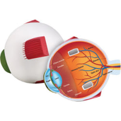 Learning Resources Soft Foam Cross-Section Eye Model