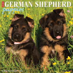 2026 Willow Creek Press Animals Monthly Wall Calendar, 12" x 12", German Shepherd Puppies, January To December, 51221