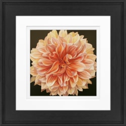 Timeless Frames Alexis Framed Floral Artwork, 8" x 8", Black Frame, Orange Dahlia
