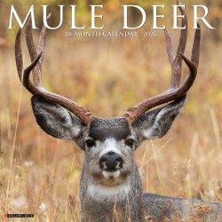 2026 Willow Creek Press Animals Monthly Wall Calendar, 12" x 12", Mule Deer, January To December, 52051