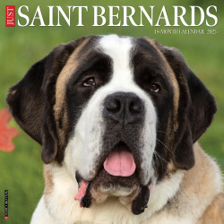 2025 Willow Creek Press Monthly Wall Calendar, 12" x 12", Saint Bernards, January 2025 to December 2025, 46821