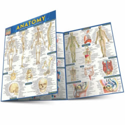 QuickStudy Guide, Anatomy, Total Qty 1