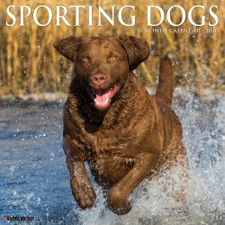 2026 Willow Creek Press Animals Monthly Wall Calendar, 12" x 12", Sporting Dogs, January To December, 55557