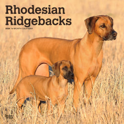 2024 Brown Trout Monthly Square Wall Calendar, 12" x 12", Rhodesian Ridgebacks, January To December