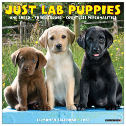 2026 Willow Creek Press Animals Monthly Wall Calendar, 12" x 12", Lab Puppies, January To December, 51719