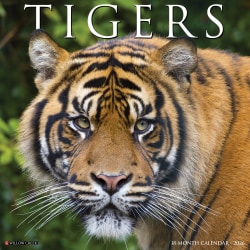 2026 Willow Creek Press Animals Monthly Wall Calendar, 12" x 12", Tigers, January To December, 52969