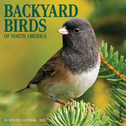 2025 Willow Creek Press Mini Wall Calendar, 7" x 7", Backyard Birds, January 2025 To December 2025, 45800