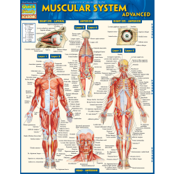 QuickStudy Guide, Medical Terminology: The Body