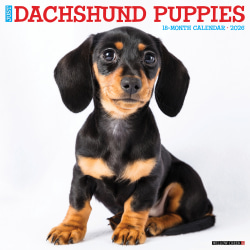 2026 Willow Creek Press Animals Monthly Wall Calendar, 12" x 12", Dachshund Puppies, January To December, 50927