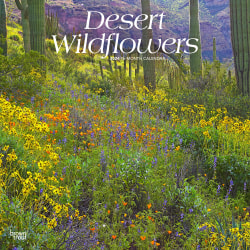 2024 Brown Trout Monthly Square Wall Calendar, 12" x 12", Desert Wildflowers, January To December
