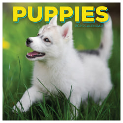 2025 TF Publishing Monthly Wall Calendar, 12" x 12", Puppies, January 2025 To December 2025