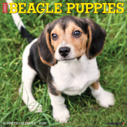 2026 Willow Creek Press Animals Monthly Wall Calendar, 12" x 12", Beagle Puppies, January To December, 50132