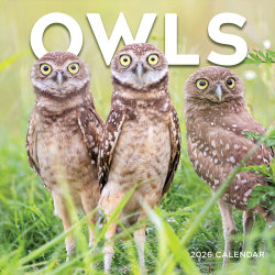 2026 TF Publishing Animals Monthly Wall Calendar, 12" x 12", Owls, January To December
