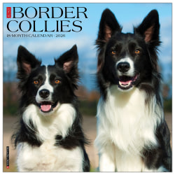 2026 Willow Creek Press Animals Monthly Wall Calendar, 12" x 12", Border Collies, January To December, 50323