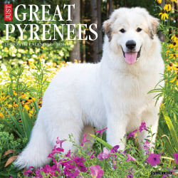 2026 Willow Creek Press Animals Monthly Wall Calendar, 12" x 12", Great Pyrenees, January To December, 51375