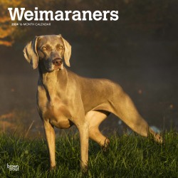 2024 Brown Trout Monthly Square Wall Calendar, 12" x 12", Weimaraners, January To December