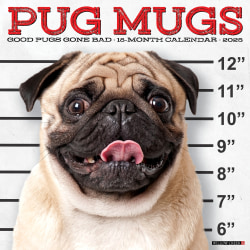 2025 Willow Creek Press Monthly Wall Calendar, 12" x 12", Pug Mugs, January 2025 to December 2025, 44551
