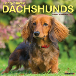 2026 Willow Creek Press Animals Monthly Wall Calendar, 12" x 12", Longhaired Dachshunds, January To December, 55939