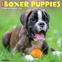 2026 Willow Creek Press Animals Monthly Wall Calendar, 12" x 12", Boxer Puppies, January To December, 50361
