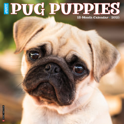 2025 Willow Creek Press Monthly Wall Calendar, 12" x 12", Pug Puppies, January 2025 to December 2025, 44568