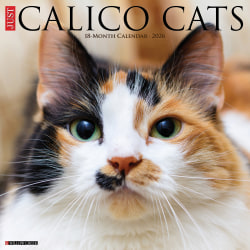 2026 Willow Creek Press Animals Monthly Wall Calendar, 12" x 12", Calico Cats, January To December, 50484