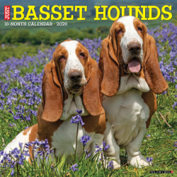 2026 Willow Creek Press Animals Monthly Wall Calendar, 12" x 12", Basset Hounds, January To December, 50095
