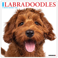 2026 Willow Creek Press Animals Monthly Wall Calendar, 12" x 12", Just Labradoodles, January To December, 51726