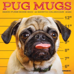 2026 Willow Creek Press Monthly Mini Wall Calendar, 7" x 7", Pug Mugs, January To December, 53713
