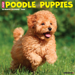 2026 Willow Creek Press Animals Monthly Wall Calendar, 12" x 12", Poodle Puppies, January To December, 52433
