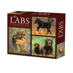 2026 Willow Creek Press Page-A-Day Daily Desk Calendar, 6-1/4" x 5-1/2", Just Labs, January To December, 54277