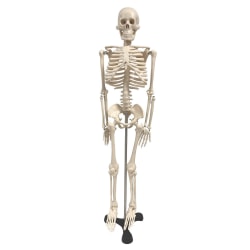 Supertek Human Skeleton Model with Key, 34"