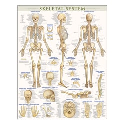 QuickStudy Human Anatomical Poster, English, Skeletal System, 28" x 22"