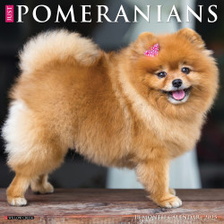 2025 Willow Creek Press Monthly Wall Calendar, 12" x 12", Pomeranians, January 2025 to December 2025, 44506