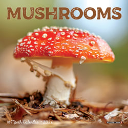 2026 Willow Creek Press Monthly Mini Wall Calendar, 7" x 7", Mushrooms, January To December, 53652