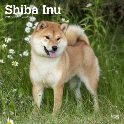 2024 Brown Trout Monthly Square Wall Calendar, 12" x 12", Shiba Inu, January To December