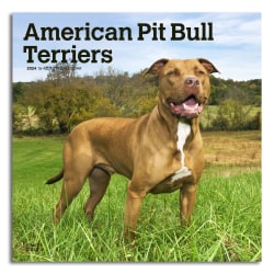 2024 Brown Trout Monthly Square Wall Calendar, 12" x 12", American Pit Bull Terriers, January To December