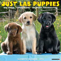 2026 Willow Creek Press Monthly Wall Calendar, 12" x 12", Just Lab Puppies, January To December, O51719